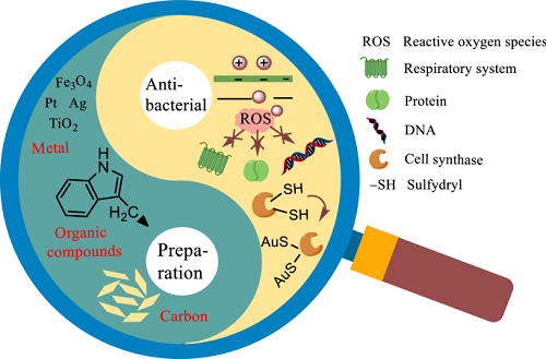 Antibacterial effect Antibacterial effect