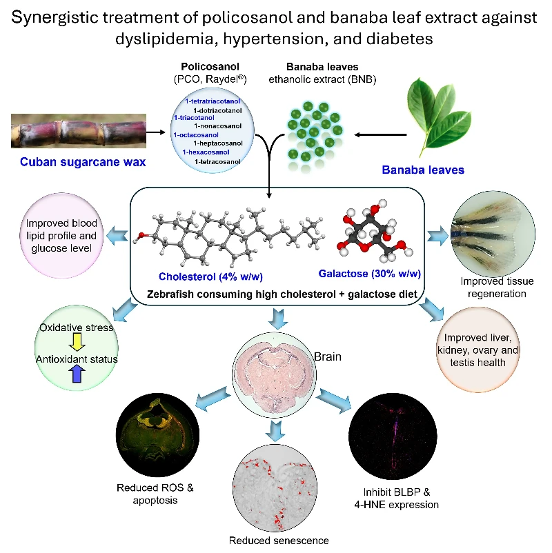 banaba leaf extract Antioxidant activity banaba leaf extract Antioxidant activity